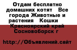 Отдам бесплатно домашних котят - Все города Животные и растения » Кошки   . Красноярский край,Сосновоборск г.